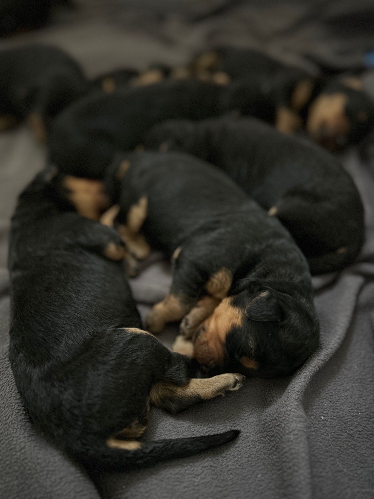 chiot Airedale Terrier du Manoir de la Haute Brosse