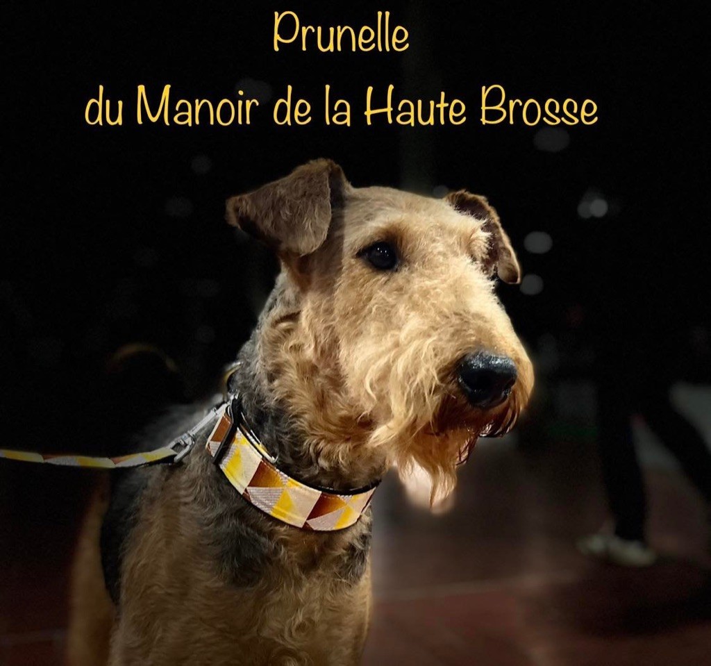 Prunelle du Manoir de la Haute Brosse